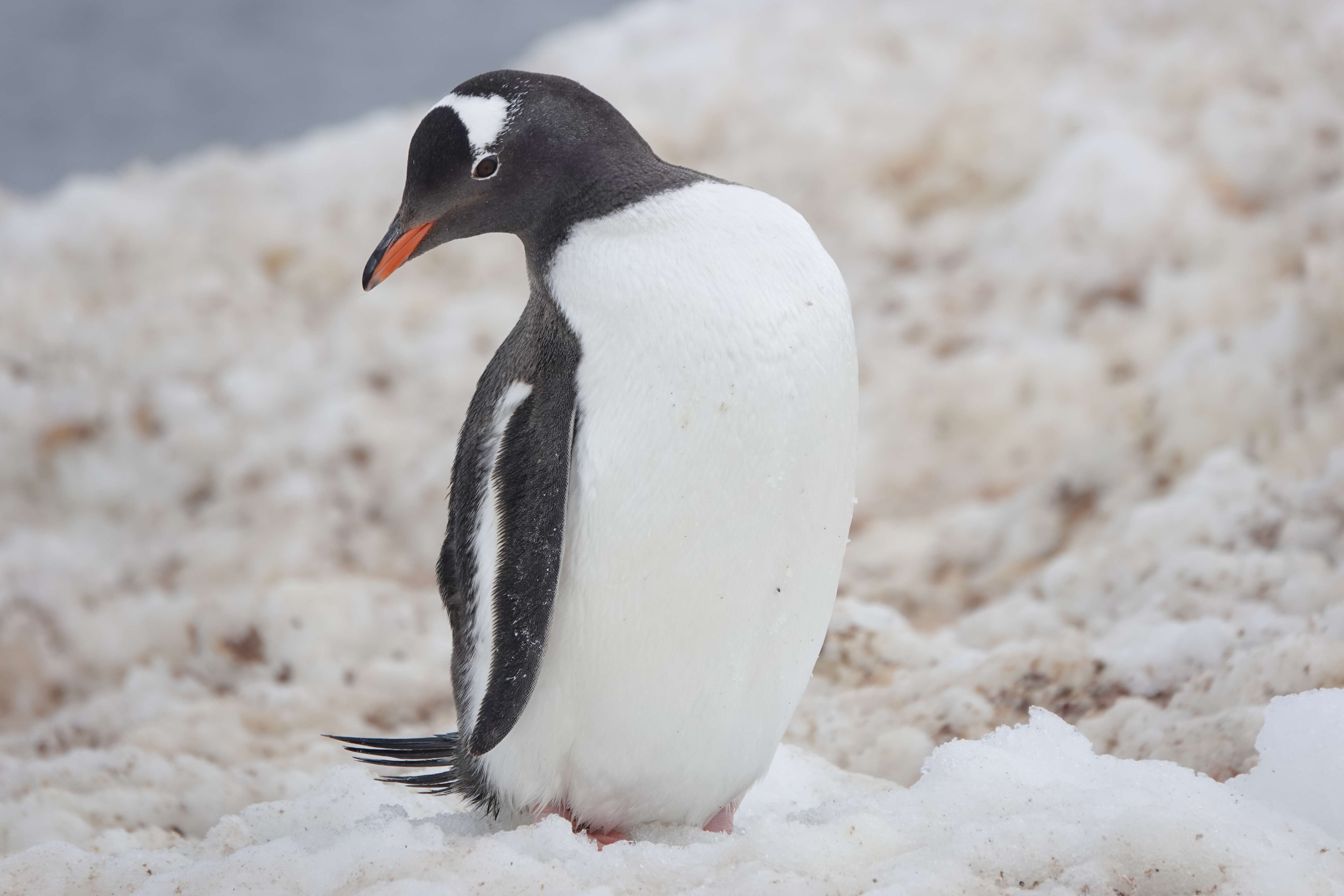 Top 10 Reasons to Book an Expedition Cruise to Antarctica!