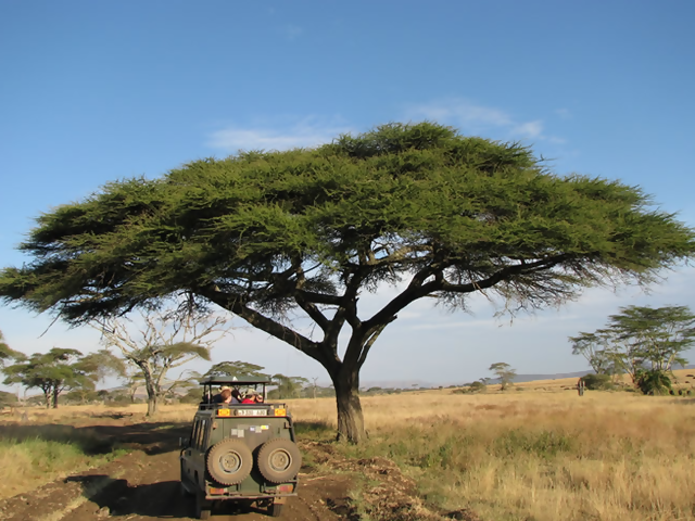 Out Of Africa 2018