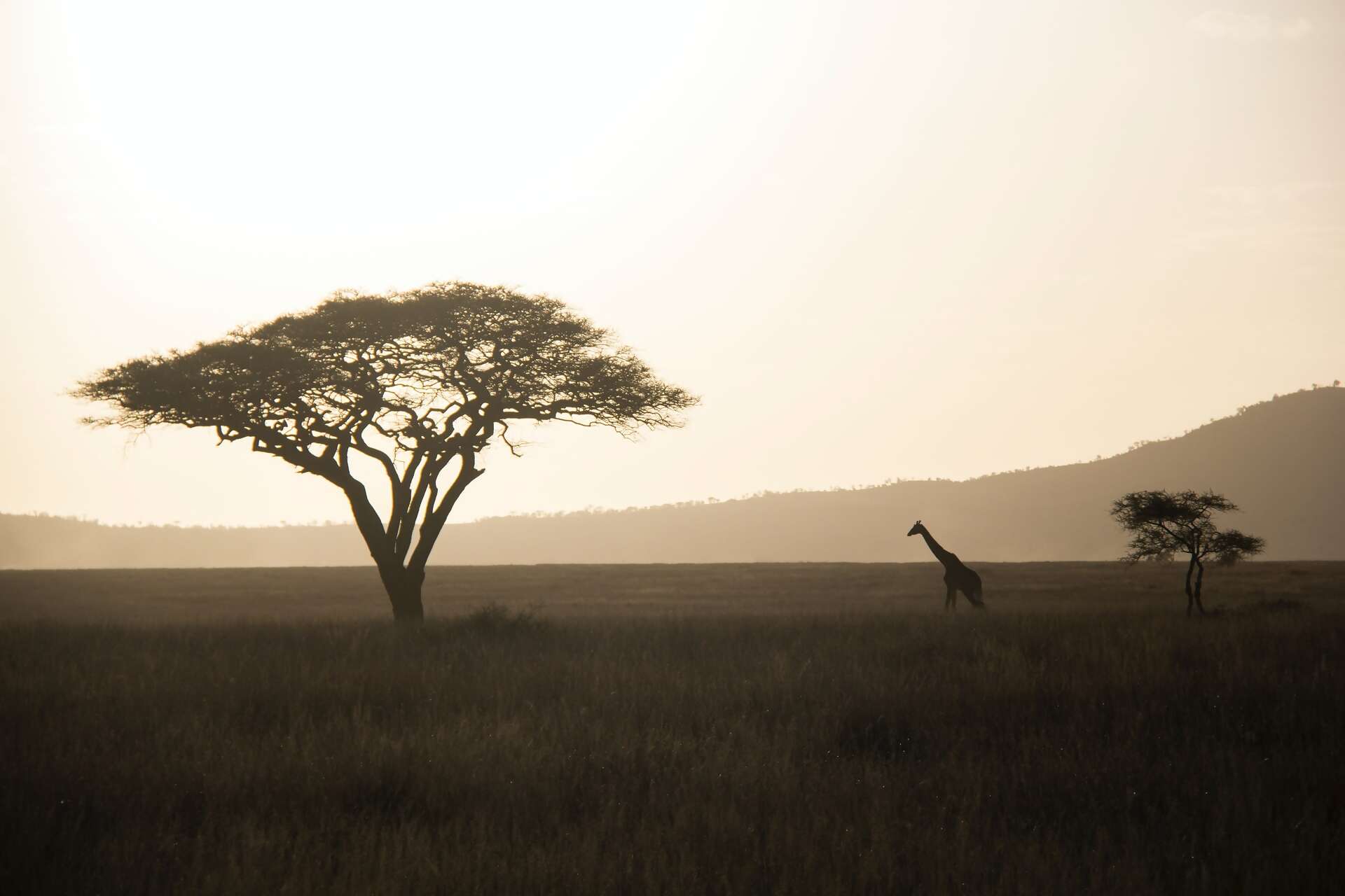 Savoring & Saving Africa's Wilderness