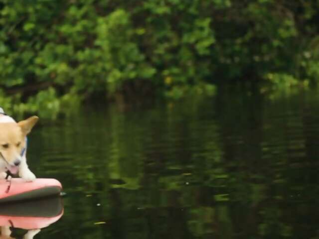 Introducing Animals on @AirbnbExperiences