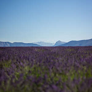 Burgundy & Provence for Wine Lovers