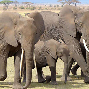 Kenya: A Classic Safari with Nairobi & Stay in Maasai Mara