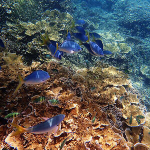Across Australia by Train with Fiji & the Great Barrier Reef
