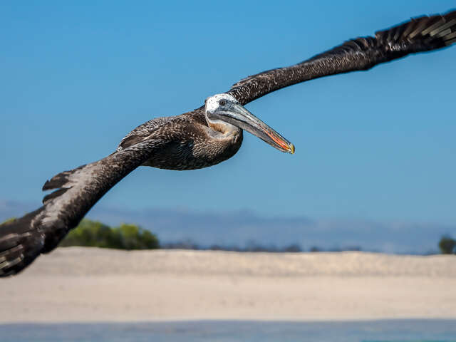 Galápagos — North, Central, & South Islands aboard the Eden