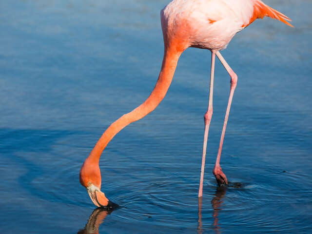 Galápagos — West, Central & East Islands aboard the Estrella del Mar