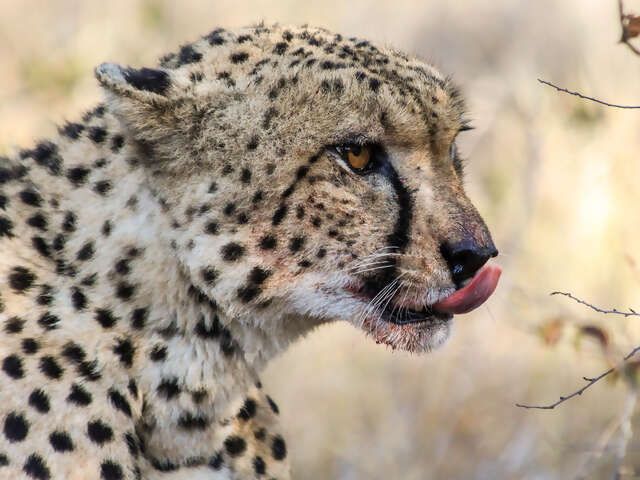 Wildlife and Wonders of Southern Africa