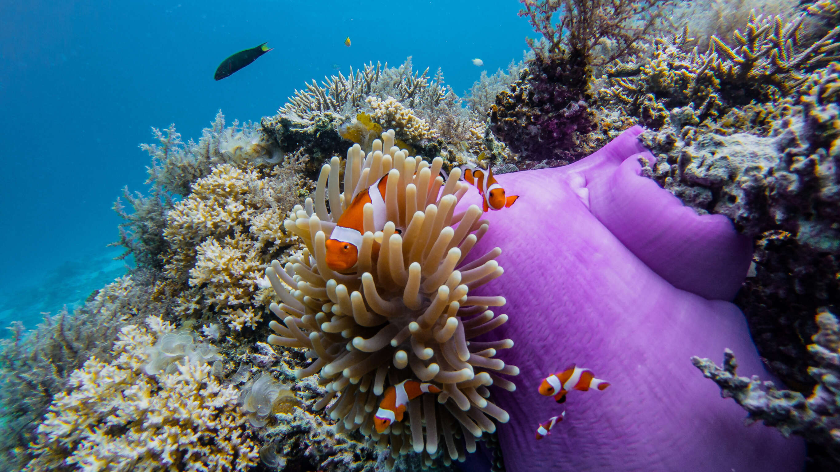 Islands of the Philippines on a Shoestring