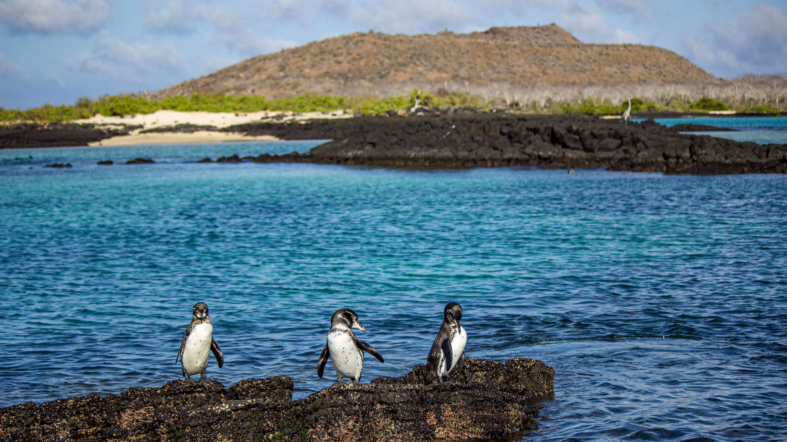 Galápagos – Central and East Islands aboard the Reina Silvia Voyager