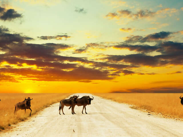 Ultimate Africa