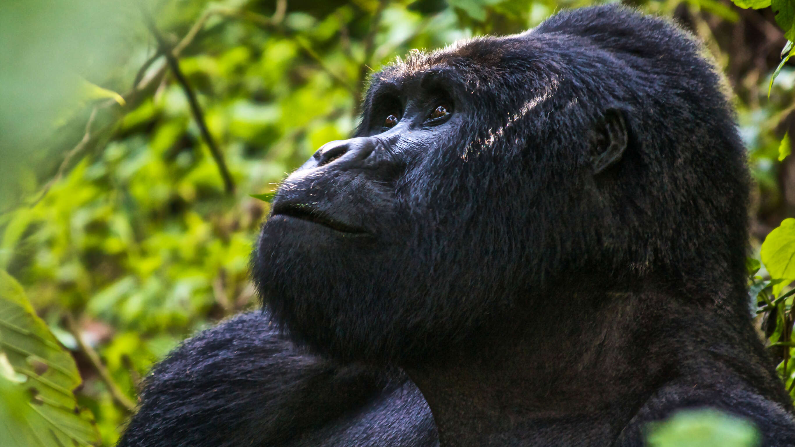 Uganda Overland: Gorillas & Chimps