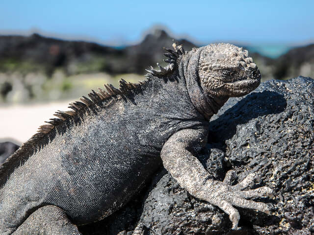 Galápagos — North & Central Islands aboard the Eden