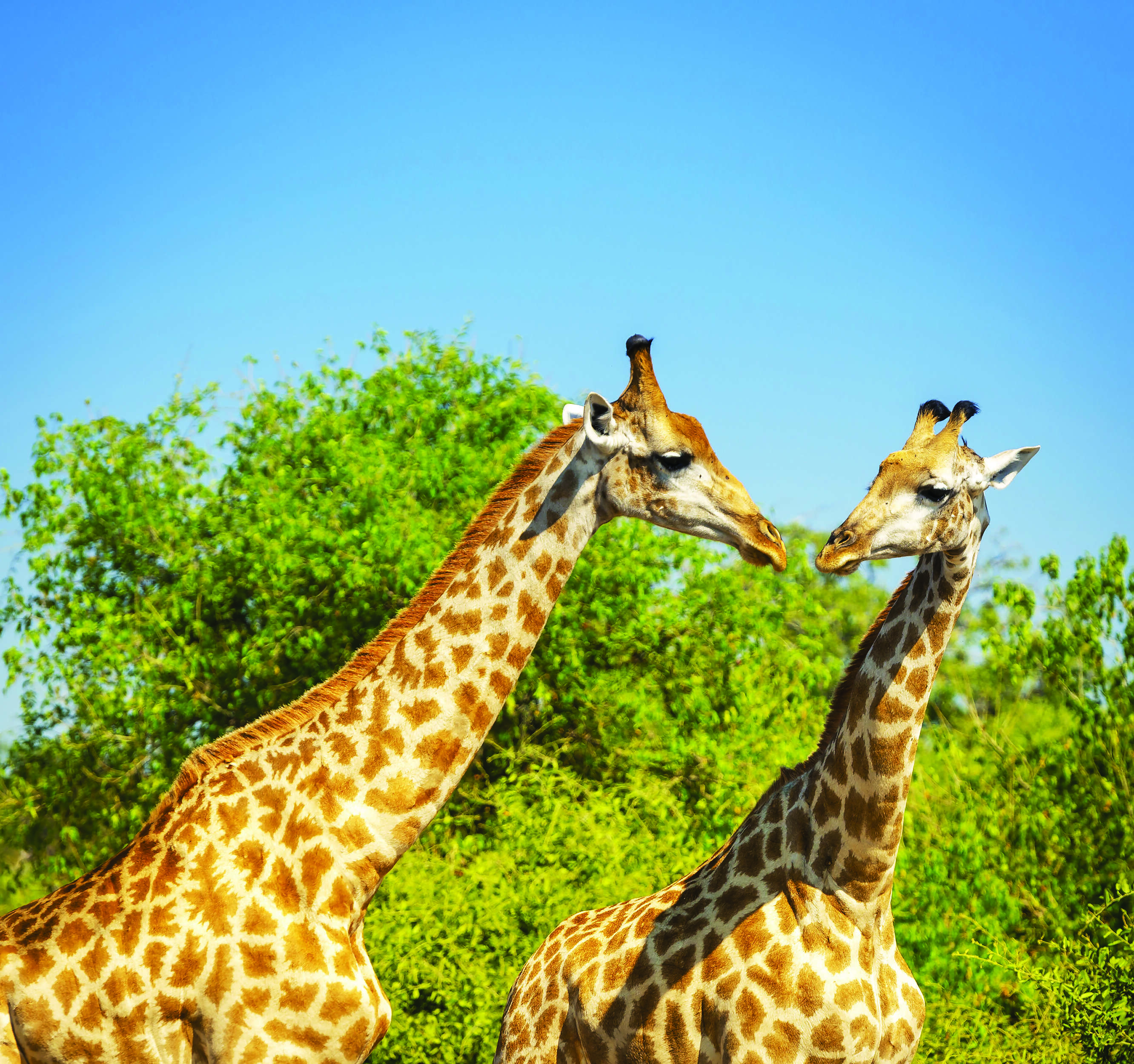 Spectacular South Africa Culture & Nature in Harmony