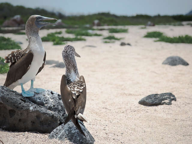 Ecuador Beaches & Coastal Adventure