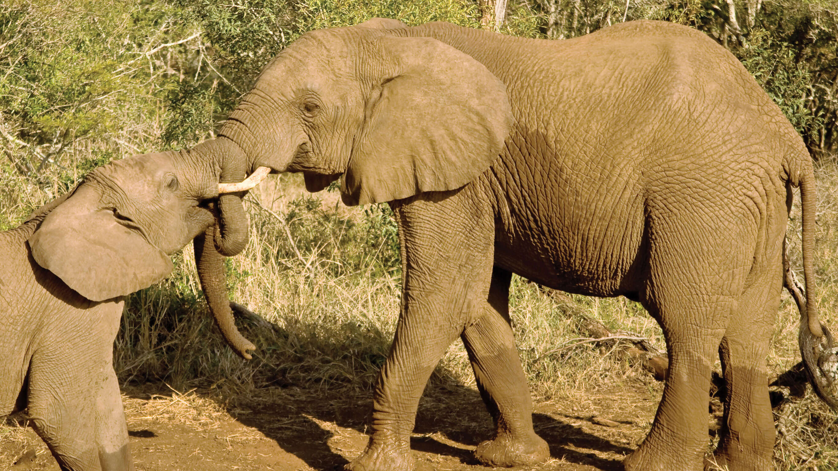 Kenya Safari Experience