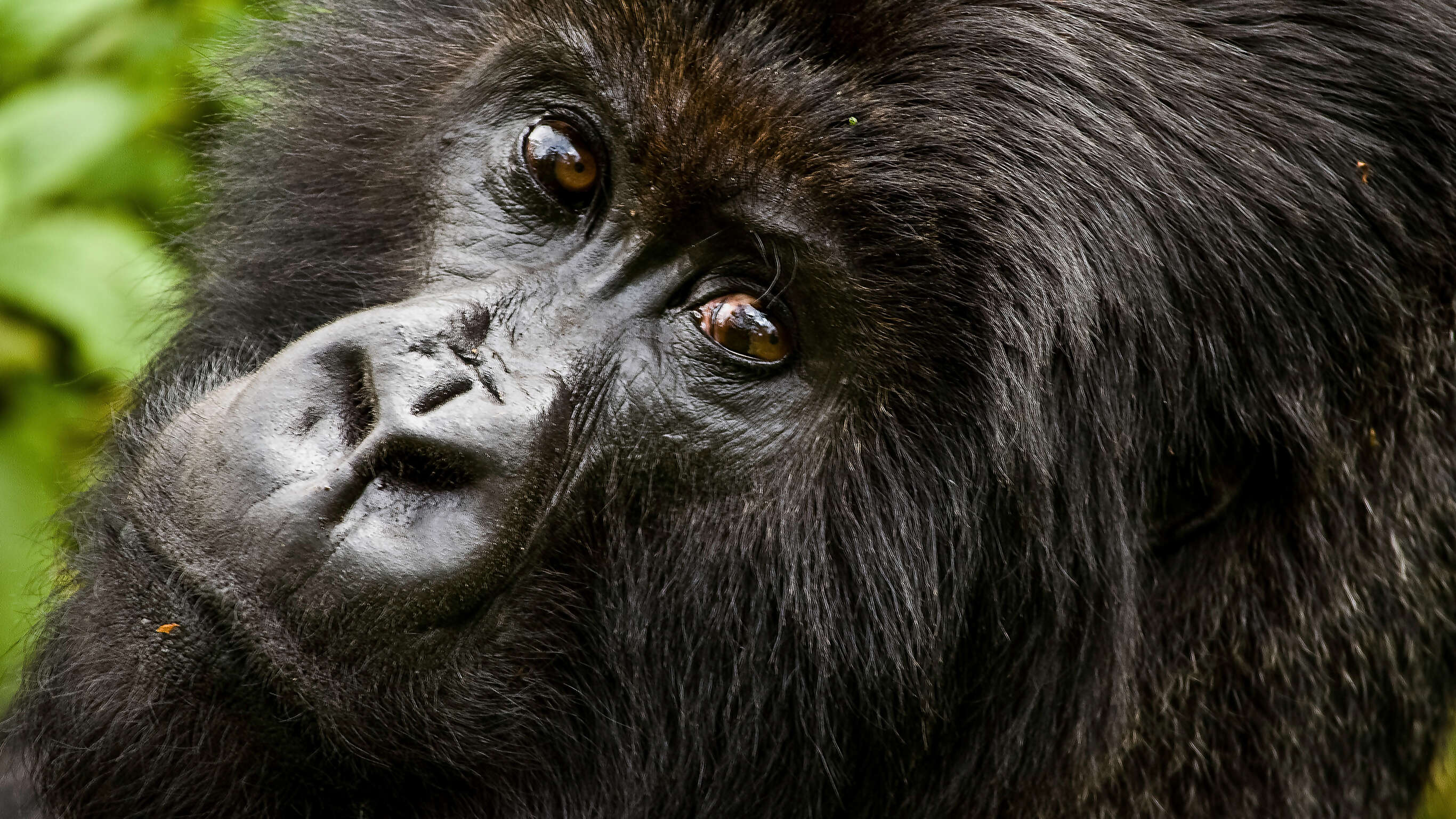 Gorilla Trek Independent Adventure