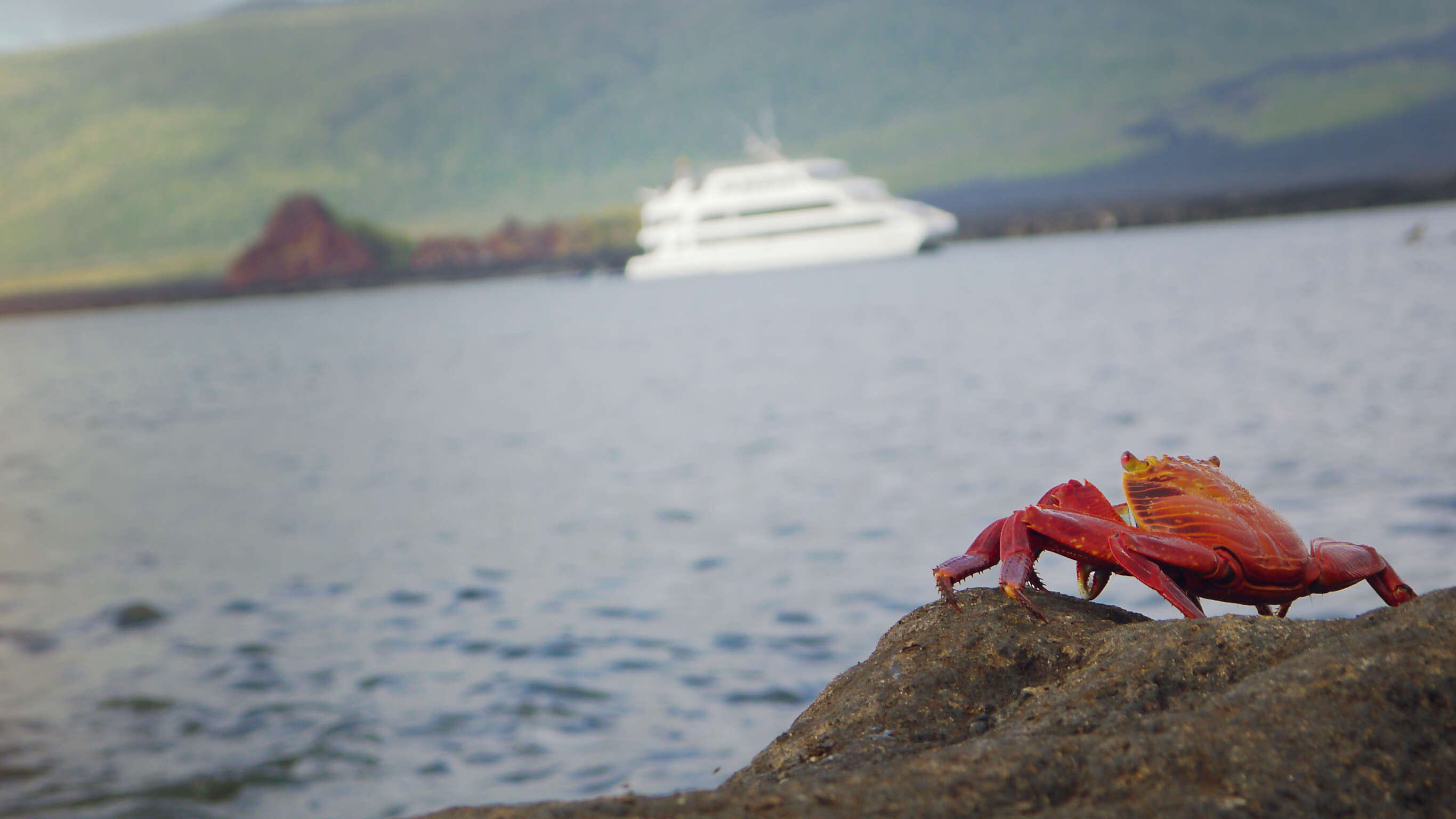 Ecuador and Galápagos Explorer