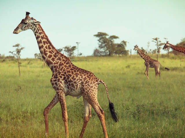 Kenya & Tanzania Overland Express (Nairobi Loop)