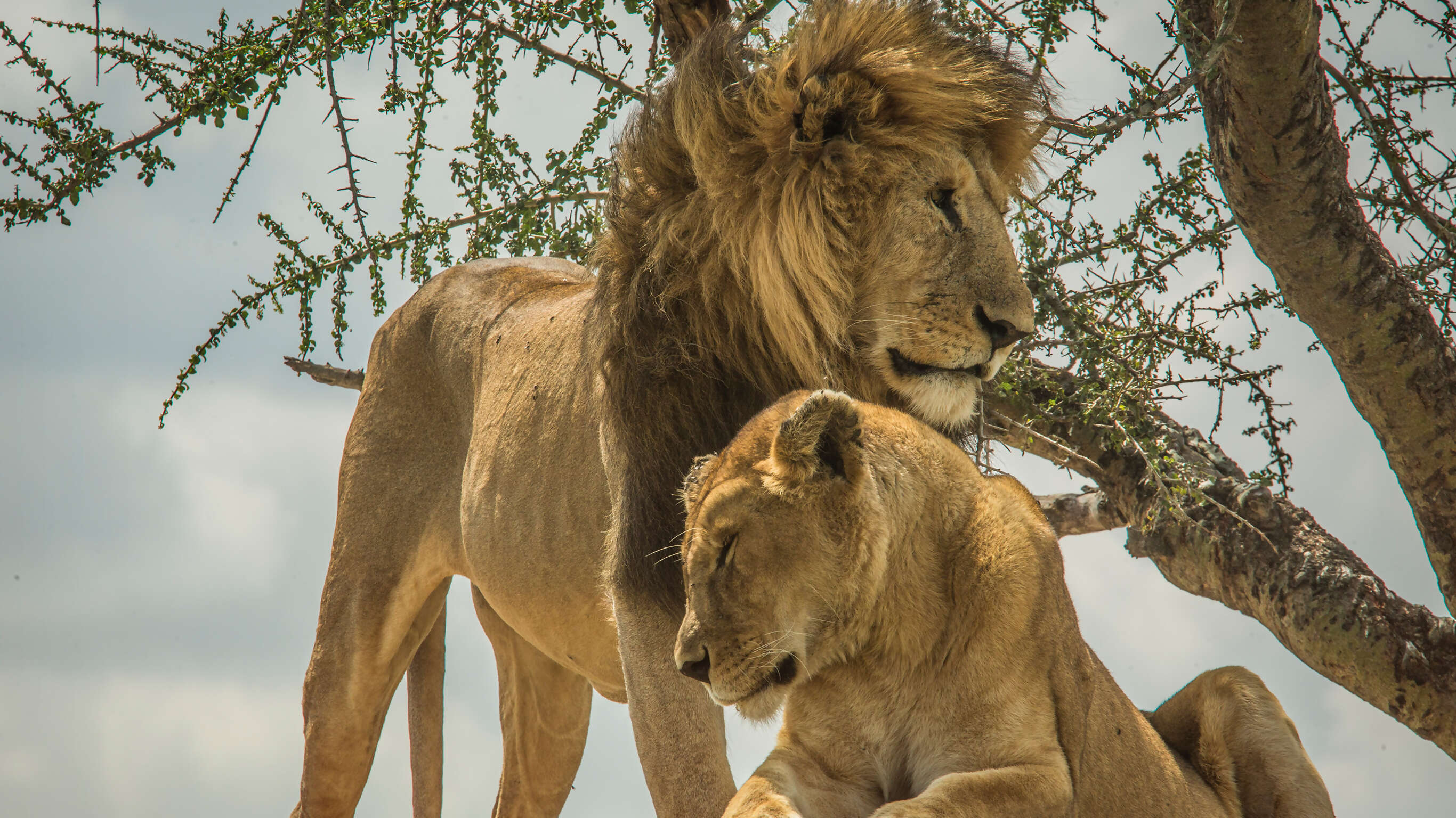 Wildlife Parks of Tanzania