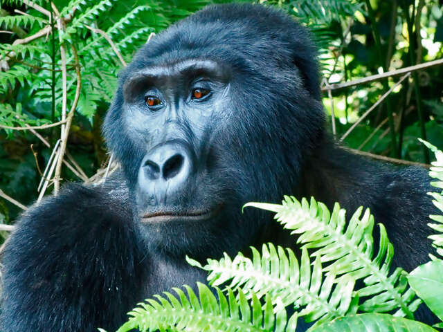 Masai Mara & Gorilla Adventure