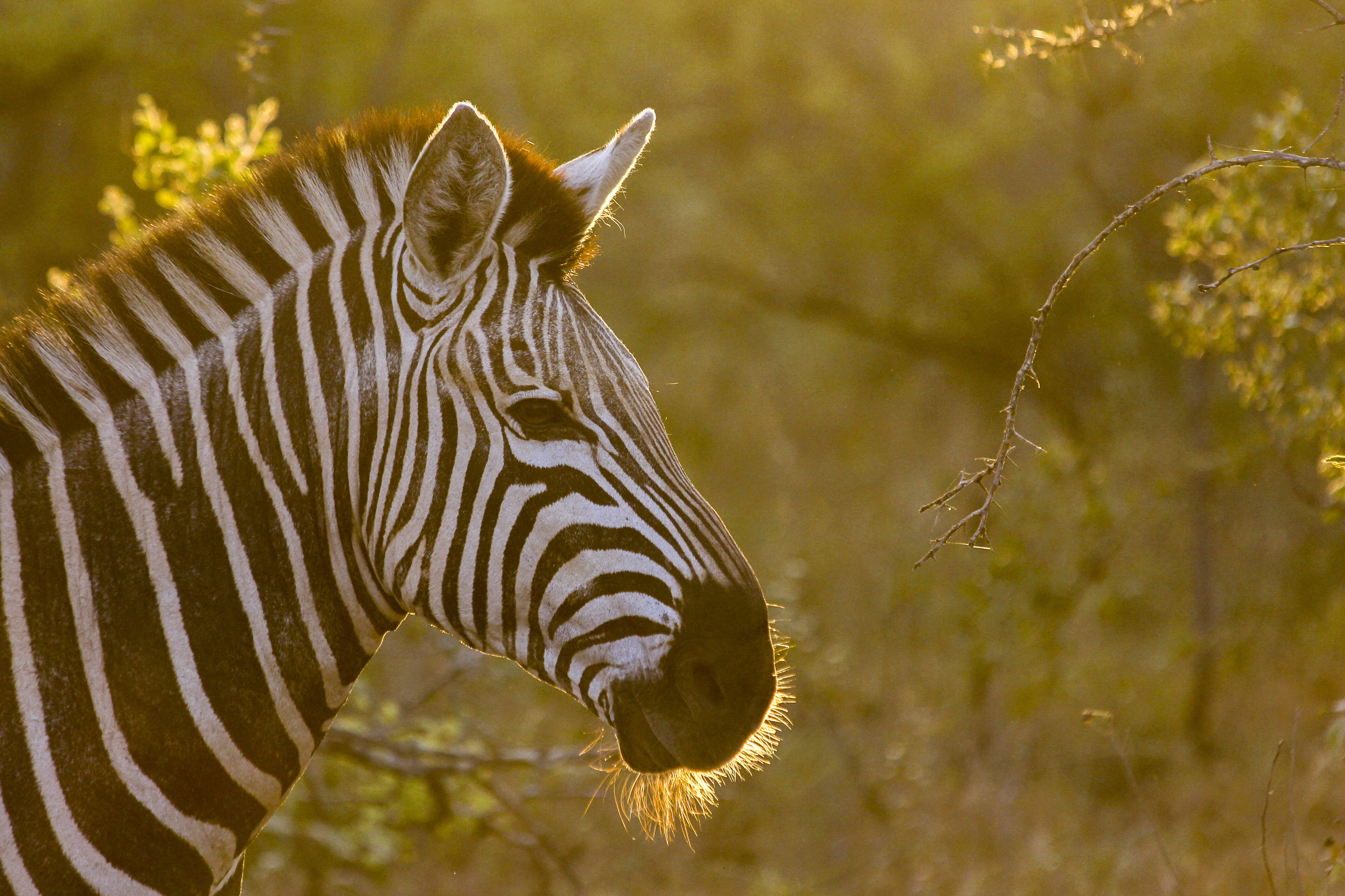 TailorMade Southern Africa: Safari & Camping Adventure