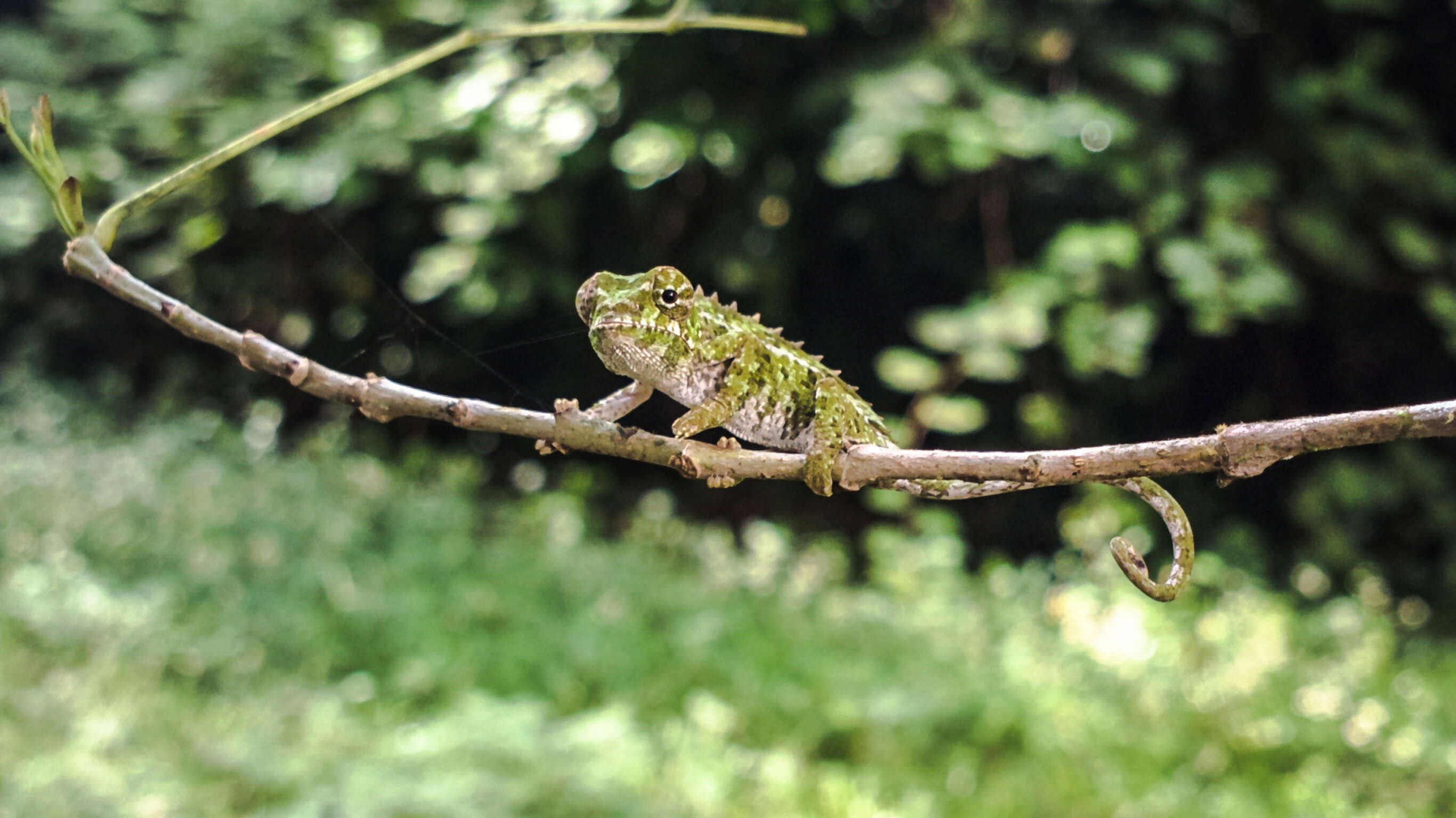 Highlights of Madagascar — Plus