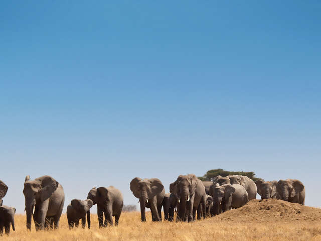 Safari in Kenya & Tanzania