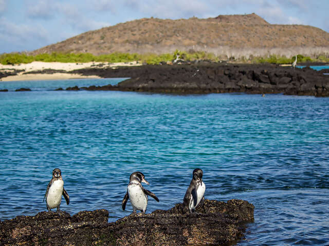 Galápagos – Central and East Islands aboard the Reina Silvia Voyager