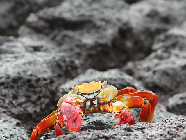 Galápagos — West & Central Islands aboard the Monserrat