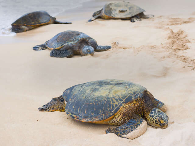 Turtles & Tortuguero Independent Adventure