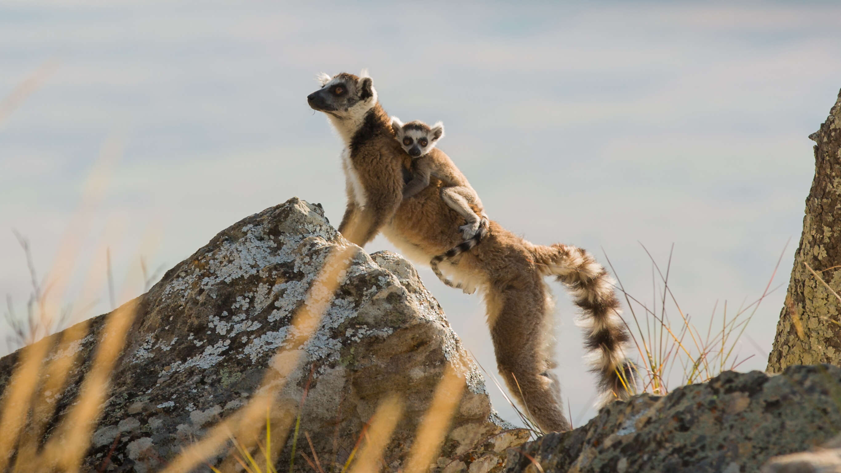 Ultimate Madagascar Adventure