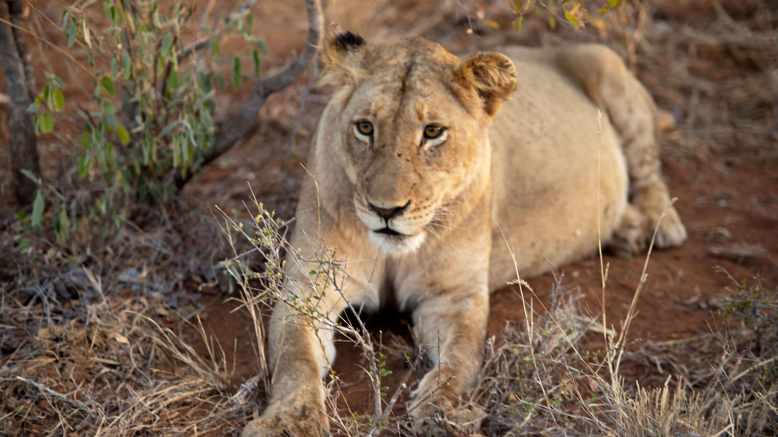 Upgraded Best of Southern Africa