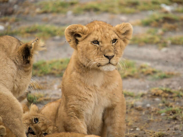 Upgraded Tanzania Safari