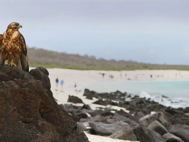 Land Galápagos in Style Extension