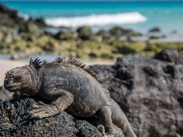 Galapagos - West and Central Islands aboard the Integrity