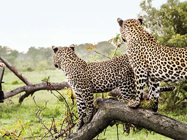 African Travel