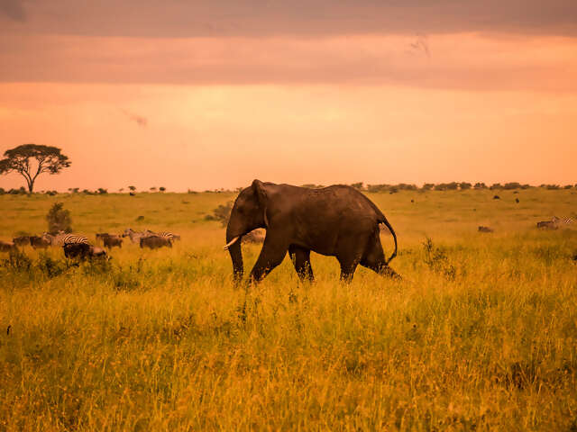 Serengeti Safari & Zanzibar