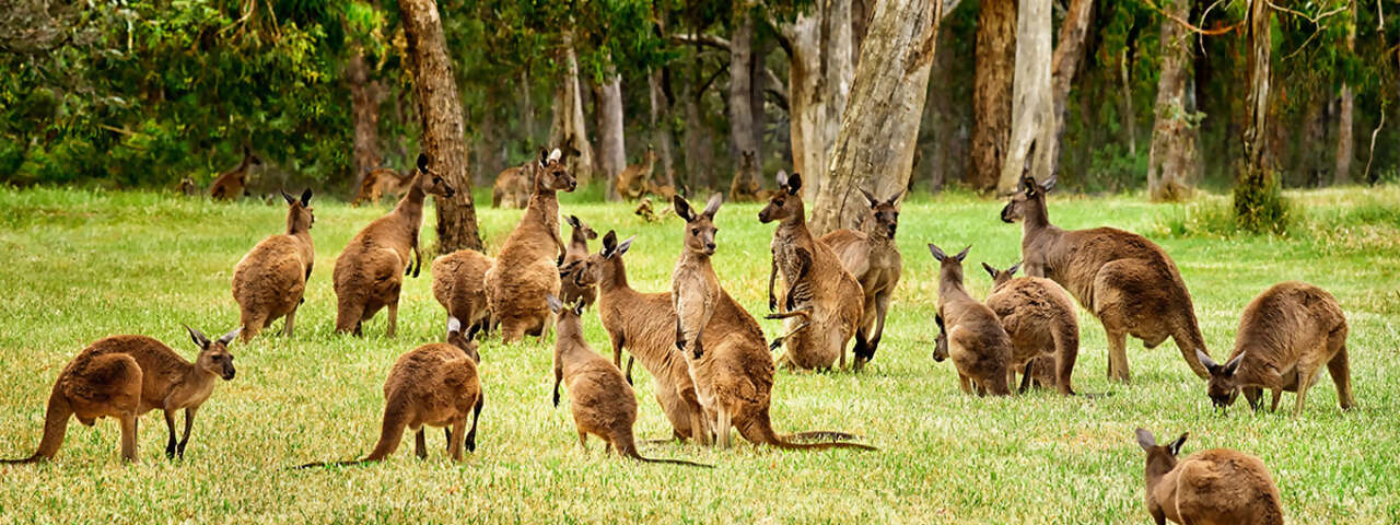 Australia Vacations