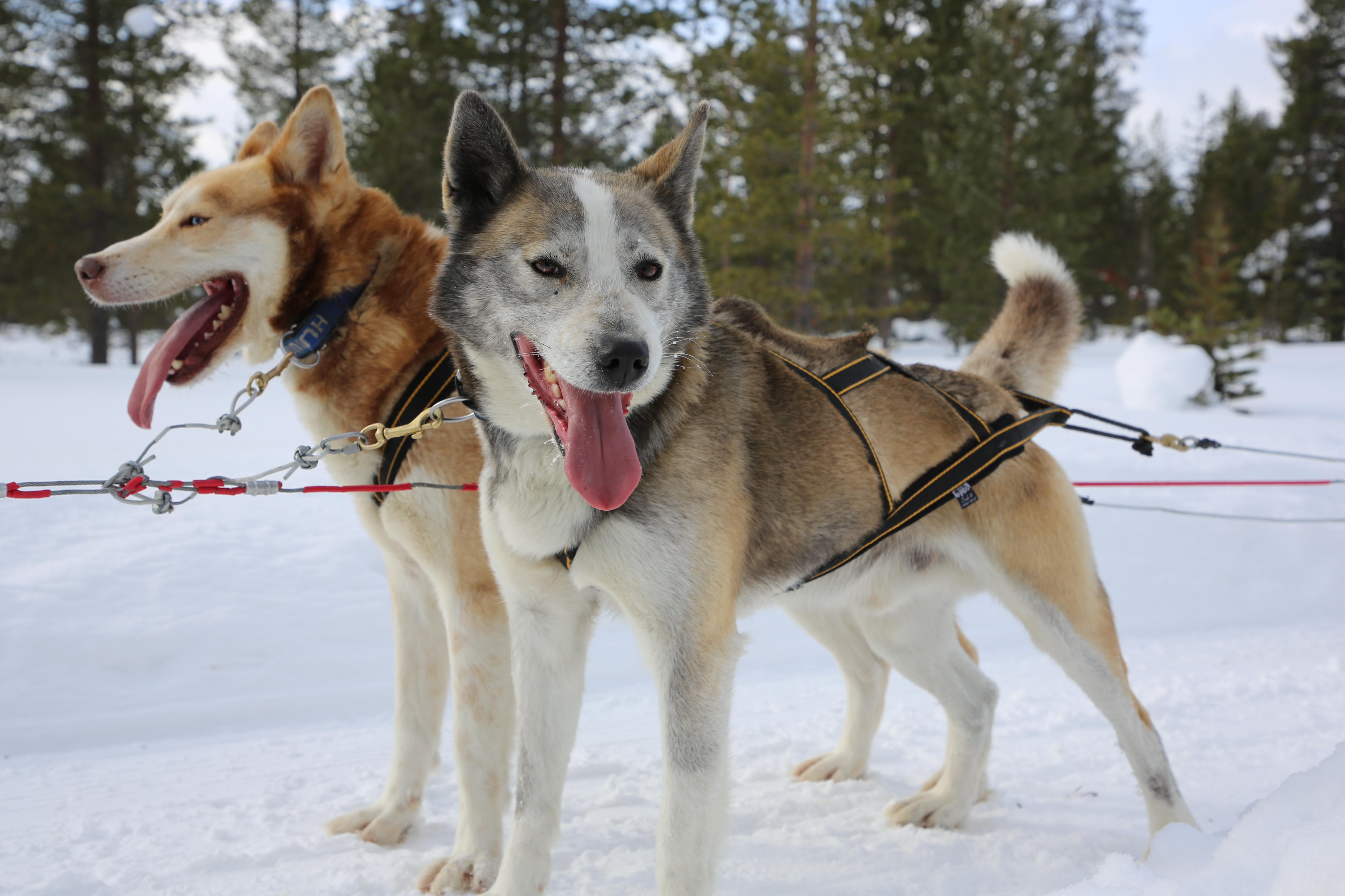 The Northern Lights of Finland