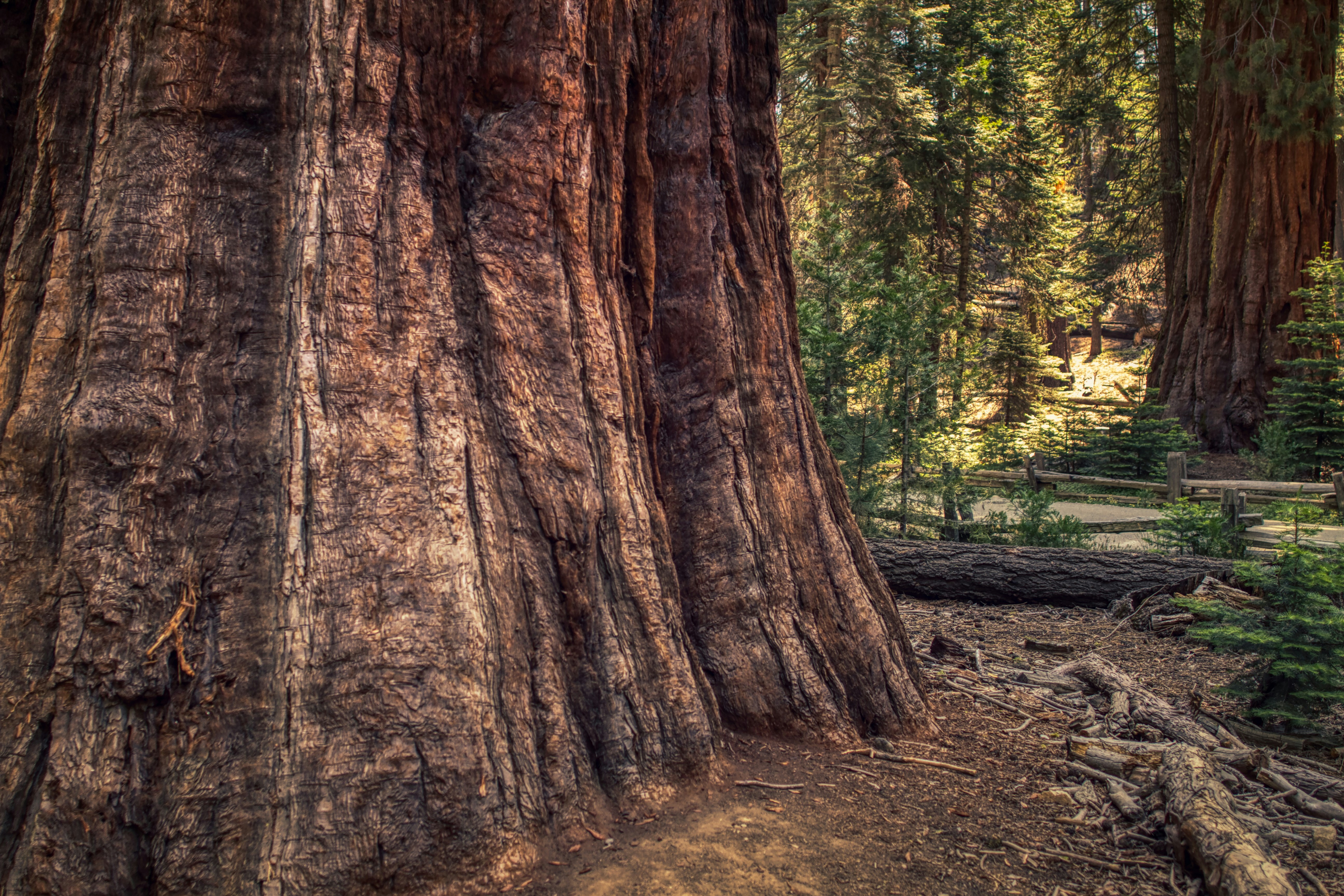 Sequoia & Kings Canyon National Parks featuring San Diego and California’s Central Coast