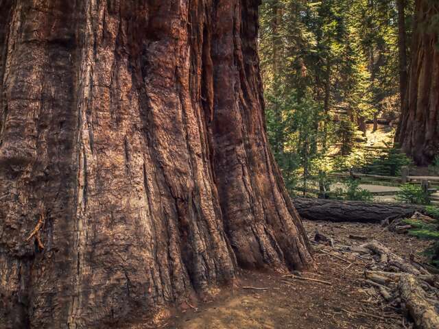 Sequoia and Kings Canyon National Parks