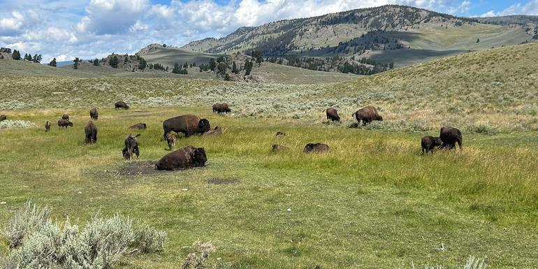 Journeys: Iconic Wildlife of Yellowstone and Grand Teton