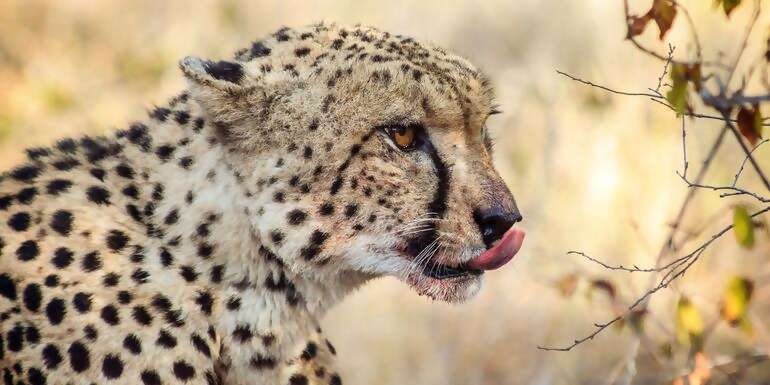 Best of South Africa