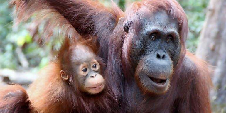 Indonesia: Borneo Orangutans of Tanjung Puting National Park