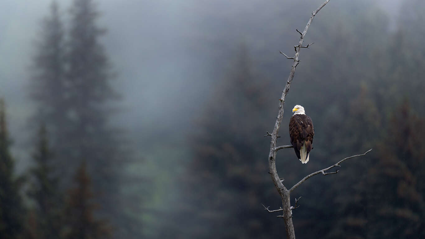 Alaska's Northern Lights
