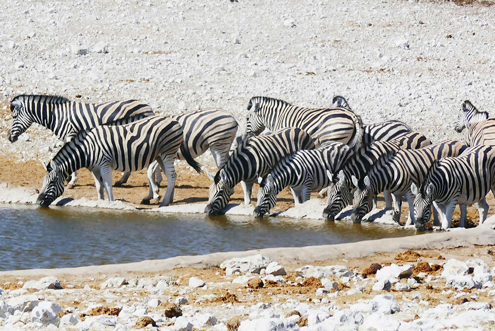 Namibia & South Africa: Epic Landscapes & Wildlife