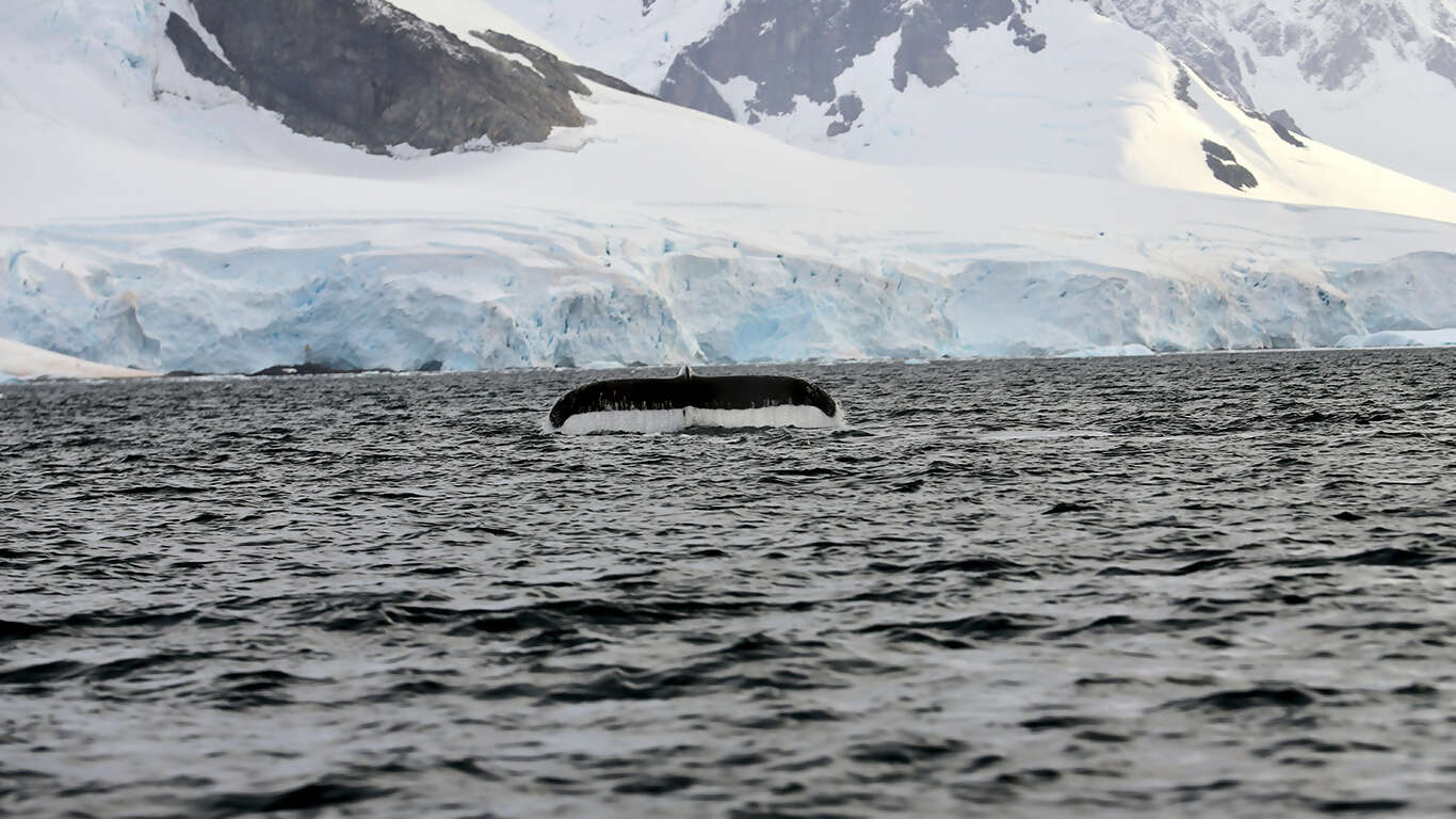 Antarctica: The White Continent