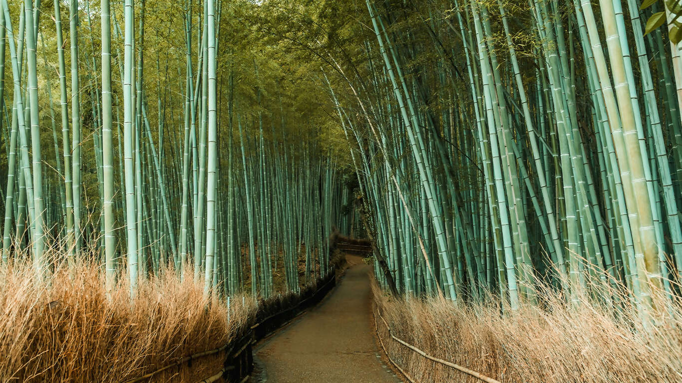 Japan & South Korea: From Tokyo to Seoul