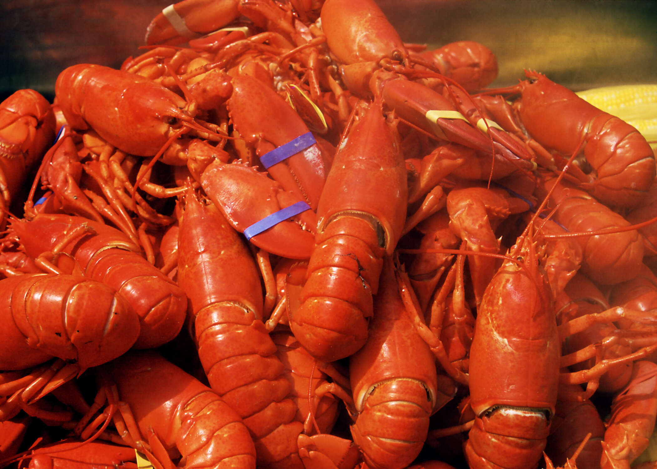 Canadian Maritimes and Coastal Wonders featuring the Cabot Trail