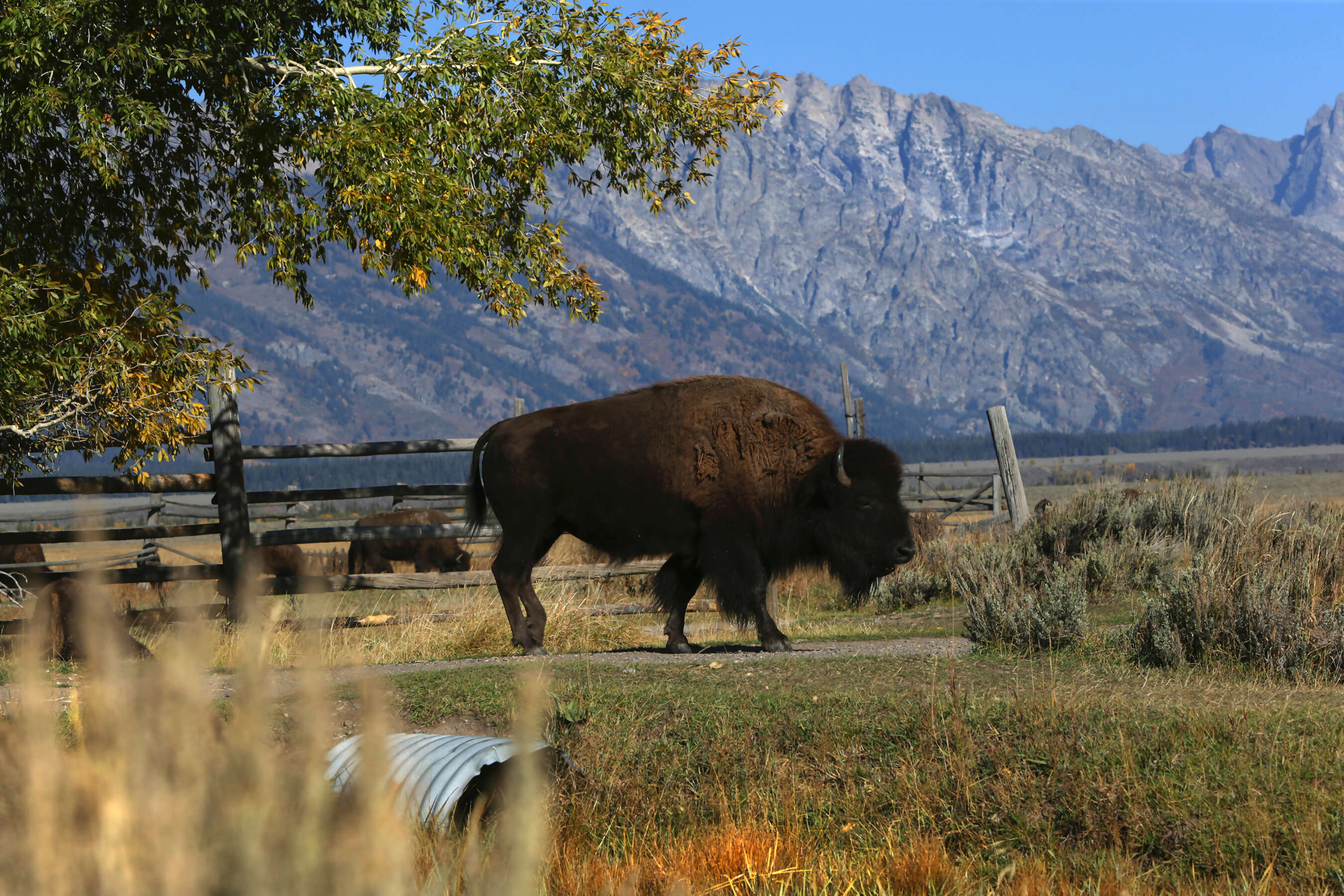 America's Cowboy Country
