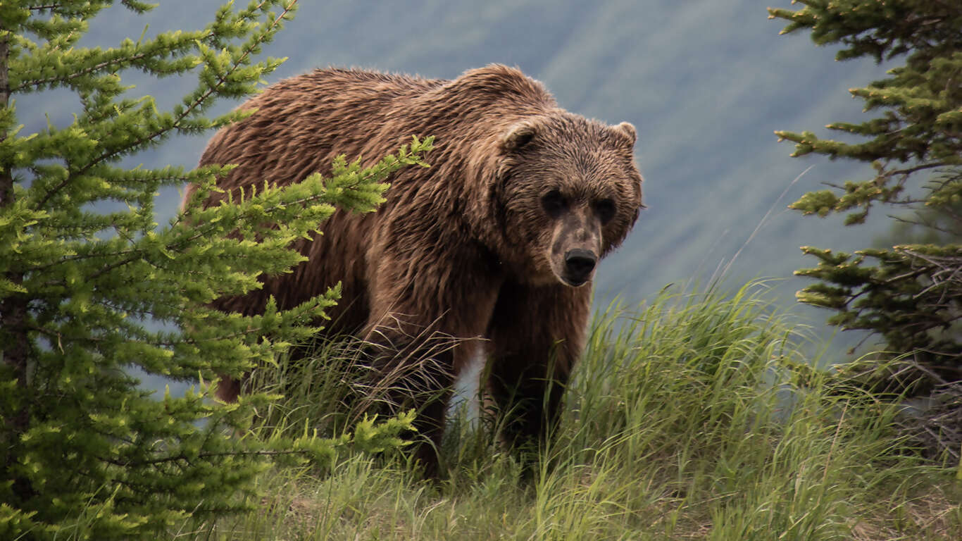 Alaska's Northern Lights featuring the Alaska Wildlife Conservation Center